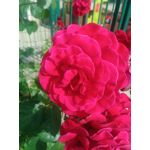 Zdjęcia użytkowników Ulefone T1