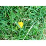 Zdjęcia użytkowników Ulefone T1