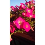 Zdjęcia użytkowników Ulefone U007