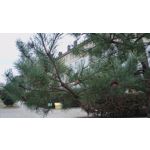 Zdjęcia użytkowników UMI Rome