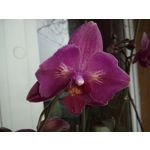 Zdjęcia użytkowników UMI Zero