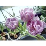 Zdjęcia użytkowników UMI Zero