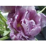 Zdjęcia użytkowników UMI Zero