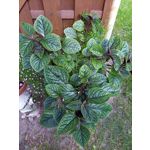 Zdjęcia użytkowników Umidigi A5 Pro