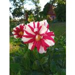 Zdjęcia użytkowników Umidigi A5 Pro