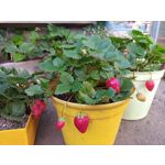 Zdjęcia użytkowników Umidigi A5 Pro