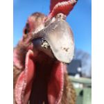 ZDJĘCIA Z TEGO TELEFONU