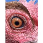 ZDJĘCIA Z TEGO TELEFONU