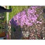 Zdjęcia użytkowników Umidigi S3 Pro