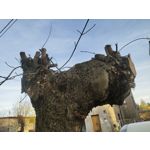 Zdjęcia użytkowników Vivo iQOO 3 5G