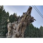 Zdjęcia użytkowników Vivo iQOO 3 5G