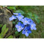 Zdjęcia użytkowników Vivo iQOO 3 5G