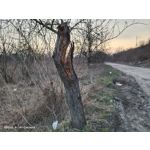 Zdjęcia użytkowników Vivo iQOO 3 5G