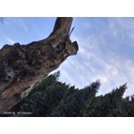 Zdjęcia użytkowników Vivo iQOO 3 5G
