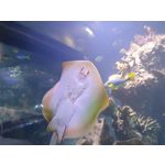 Zdjęcia użytkowników Vivo V23 5G Zdjęcia użytkowników Vivo V23 5G