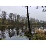 Zdjęcia użytkowników Vivo X51 5G