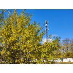 Zdjęcia użytkowników Vivo X51 5G