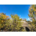 Zdjęcia użytkowników Vivo X51 5G