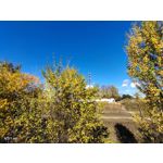 Zdjęcia użytkowników Vivo X51 5G