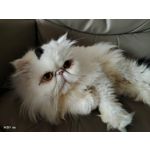 Zdjęcia użytkowników Vivo X51 5G