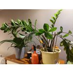 Zdjęcia użytkowników Vivo X51 5G