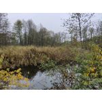 Zdjęcia użytkowników Vivo X51 5G