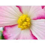Zdjęcia użytkowników Vivo X60 Pro