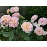 Zdjęcia użytkowników Vivo X60 Pro