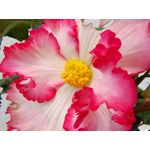 Zdjęcia użytkowników Vivo X60 Pro