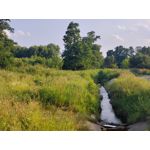 Zdjęcia użytkowników Vivo X60 Pro