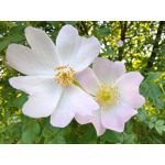 Zdjęcia użytkowników Vivo X60 Pro