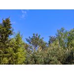 Zdjęcia użytkowników Vivo X60 Pro