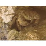 Zdjęcia użytkowników Vivo X80 Pro