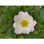 Zdjęcia użytkowników Vivo X80 Pro