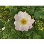 Zdjęcia użytkowników Vivo X80 Pro