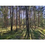 Zdjęcia użytkowników Vivo X80 Pro