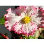 Zdjęcia użytkowników Vivo X80 Pro