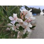 Zdjęcia użytkowników Vivo X80 Pro
