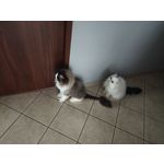 Zdjęcia użytkowników Vivo X90 Pro