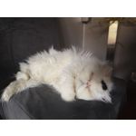 Zdjęcia użytkowników Vivo X90 Pro