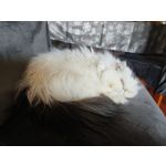 Zdjęcia użytkowników Vivo X90 Pro
