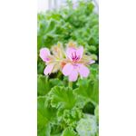 ZDJĘCIA Z TEGO TELEFONU