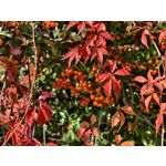 Zdjęcia użytkowników Vivo X100 Ultra Zdjęcia użytkowników Vivo X100 Ultra