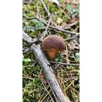 ZDJĘCIA Z TEGO TELEFONU