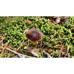 ZDJĘCIA Z TEGO TELEFONU