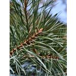 Zdjęcia użytkowników Vivo X200 Pro