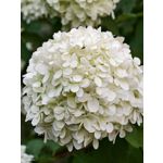 Zdjęcia użytkowników Vivo X200 Pro