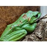 Zdjęcia użytkowników Vivo X300 Pro