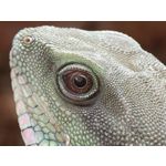 Zdjęcia użytkowników Vivo X300 Pro