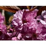Zdjęcia użytkowników Vivo X300 Pro